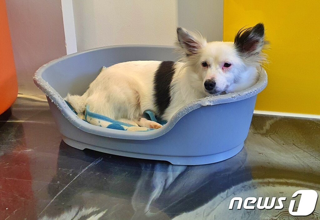 본문 이미지 - 경기도반려동물입양센터에서 보호 중인 강아지 ⓒ 뉴스1 최서윤 기자