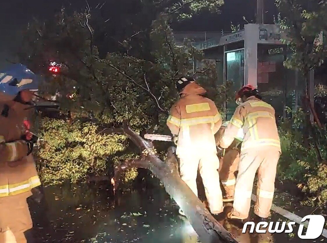 본문 이미지 - 5일 태풍 ‘힌남노’가 제주에 접근 중인 가운데 서귀포 강정동에서 가로수가 쓰러져 안전조치가 이뤄지고 있다. (제주소방안전본부 제공) 2022.9.5/뉴스1 ⓒ News1 홍수영 기자