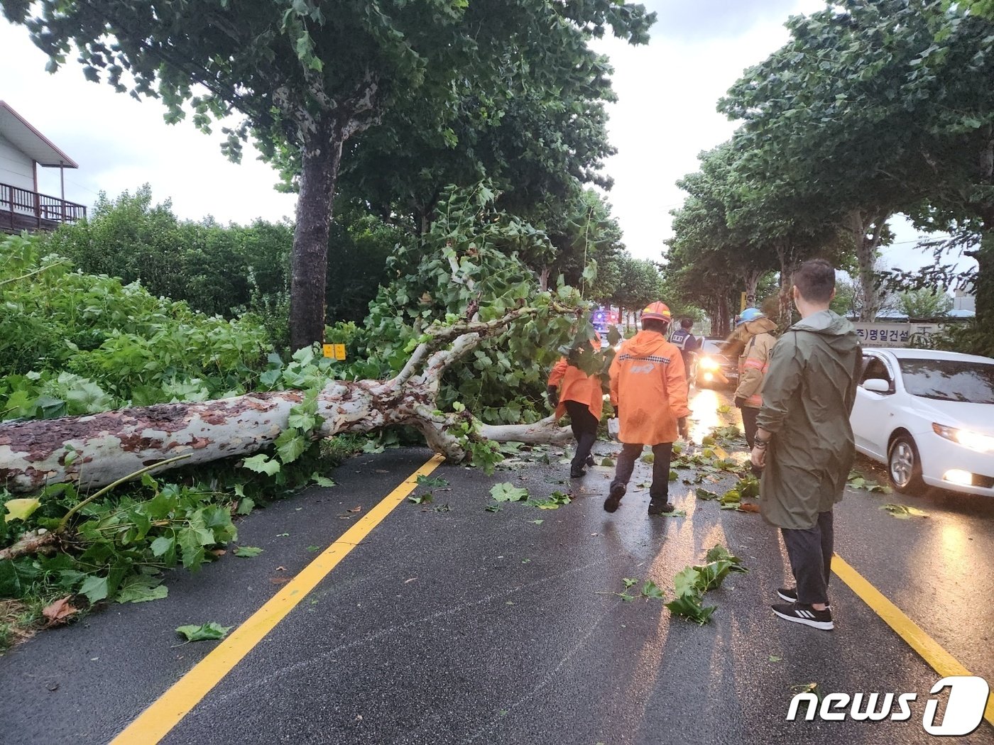 6일 오전 5시55분쯤 청주시 청원구 주중동 북일초등학교 앞 도로에서는 가로수가 쓰러져 도로 일부를 막아 차량 통행에 차질이 빚어졌다.&#40;충북소방본부 제공&#41;.2022.9.6/