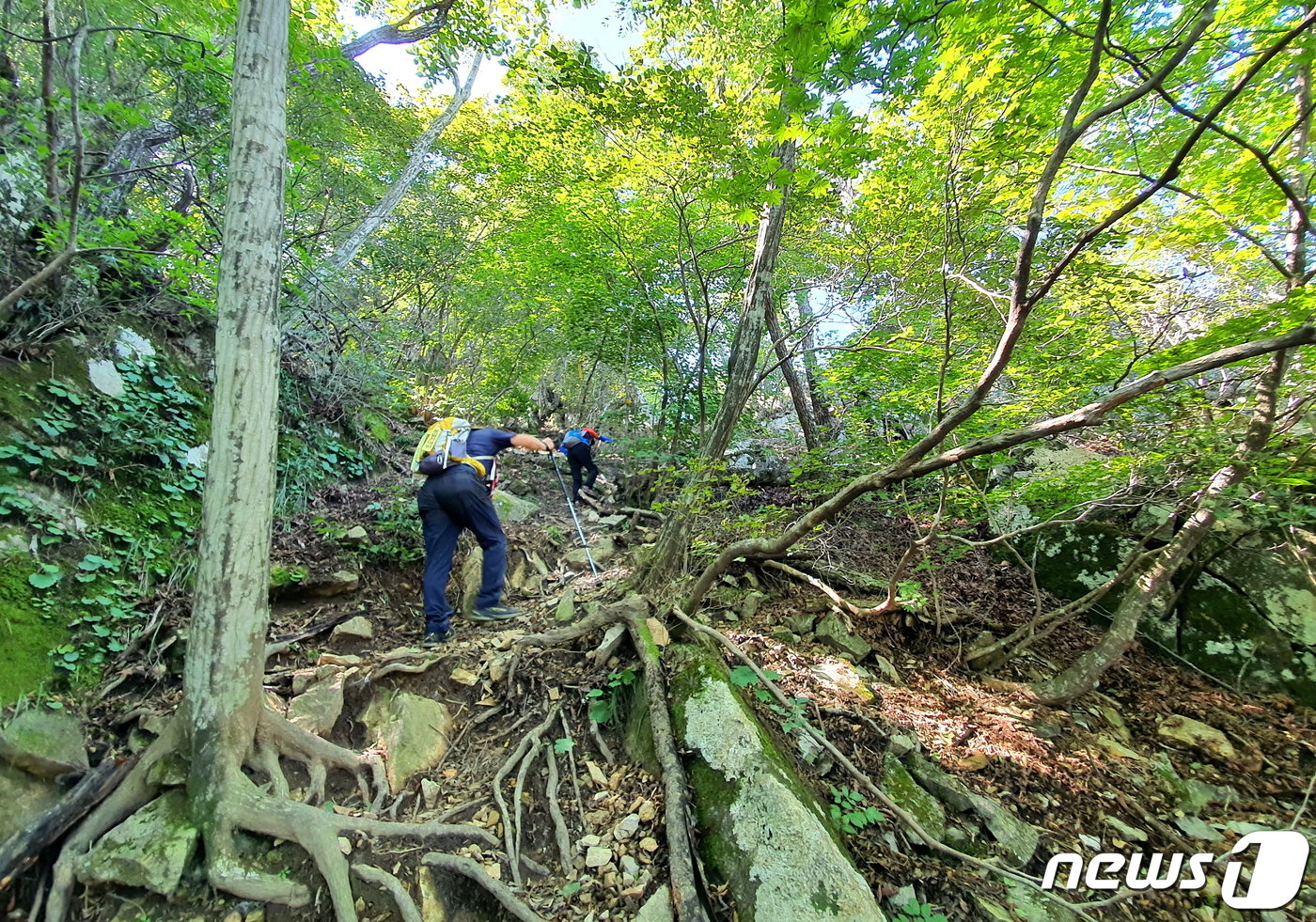 군자산 등산로. 계단은 거의 없이, 나무뿌리와 돌을 밟고 올라서는 거친 오르막이다.