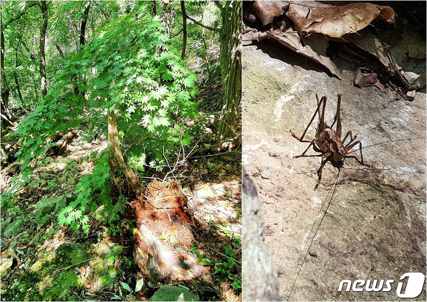 본문 이미지 - 단풍나무와 갈색여치. 고사목 나무뿌리와 그 위에 드리워진 단풍나무 가지가 마치 하나의 분재처럼 보인다. 갈색여치가 많이 보이면 가을이다. 씨르르 씨르르~ 울어서 씨르래기라고 부르던 곤충