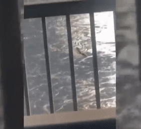 본문 이미지 - 거대 생명체가 헤엄치는 모습. (JTBC)