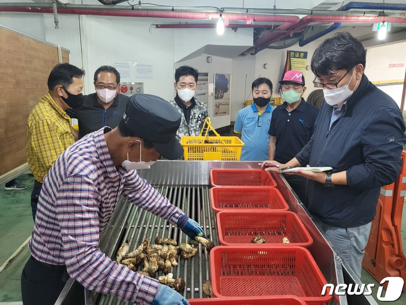 본문 이미지 - 전국 최고 품질을 자랑하는 명품 양양 송이가 지난 7일 올해 첫 공판을 시작했다. 올해 첫 공판에서는 80.54kg의 송이가 수매, 최고 등급인 1등급의 경우 8.28kg의 물량이 확보돼 1㎏ 기준 82만2500원에 낙찰됐다.(양양군 제공) 2022.9.8/뉴스1 