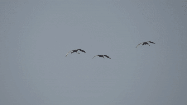 본문 이미지 - 11일 오후 전남 순천에서 월동 중인 흑두루미가 순천만 상공을 헤엄치듯 날아가고 있다. ⓒ 뉴스1 황덕현 기자