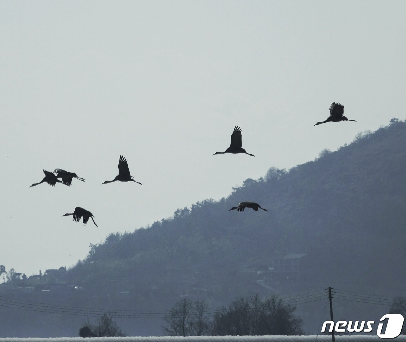본문 이미지 - 지난 11일 오후 전남 순천에서 월동 중이던 천연기념물 228호·환경부 지정 멸종위기 야생생물 2급 흑두루미가 하늘을 날고 있다. ⓒ 뉴스1 황덕현 기자