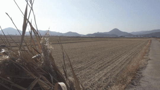 본문 이미지 - 지난 11일, 전남 순천에 흑두루미들이 다른 철새들과 함께 순천만 인근의 한 밭에서 월동하고 있다. ⓒ 뉴스1 황덕현 기자