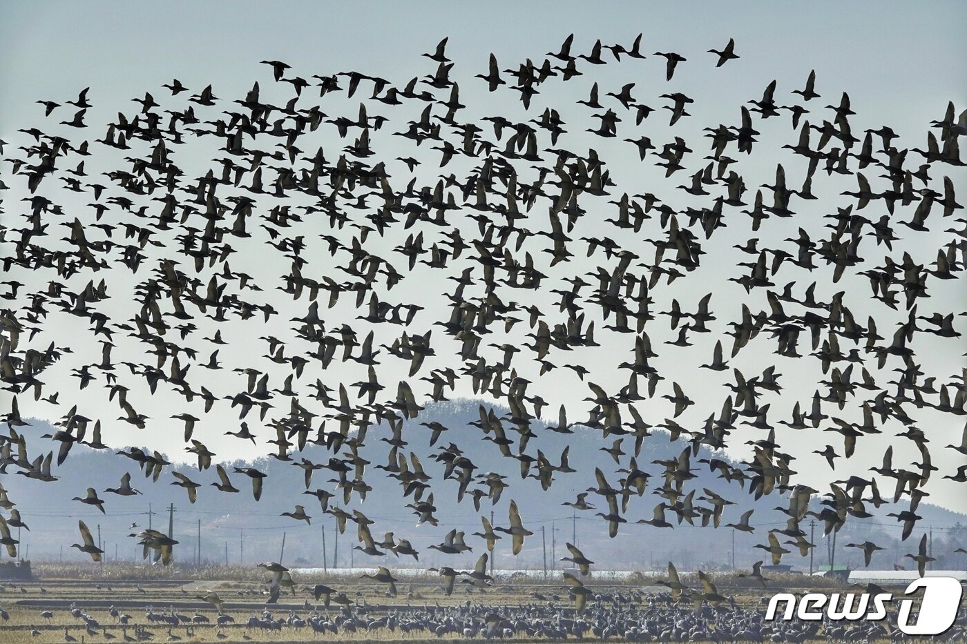 본문 이미지 - 지난 11일 오후 전남 순천에서 월동 중이던 기러기떼가 천연기념물 228호·환경부 지정 멸종위기 야생생물 2급 흑두루미가 앉아있는 하늘 위를 날고 있다. 순천만에는 기러기와 흑두루미 외에도 캐나다두루미, 재두루미 등이 월동 중이다. 2023.1.14 ⓒ 뉴스1 황덕현 기자