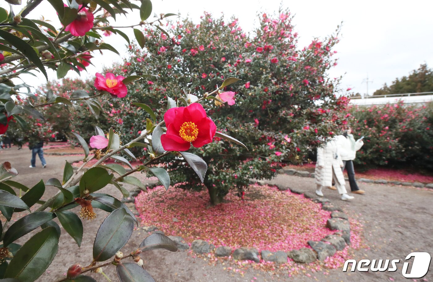 본문 이미지 - 1월17일 오후 제주 서귀포시 남원읍 휴애리자연생활공원에서 방문객들이 동백꽃을 감상하고 있다. 2023.1.17/뉴스1 ⓒ News1 오현지 기자