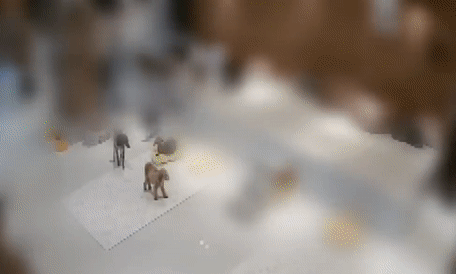 본문 이미지 -  펜스를 넘은 치와와는 배달기사가 문을 연 사이 애견호텔을 빠져나갔다. (SBS 갈무리)