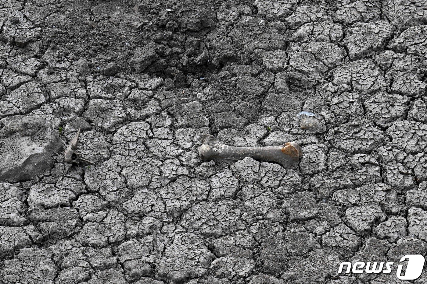 본문 이미지 - 17일(현지시간) 아르헨티나 부에노스아이레스주(州) 어레시페 인근 아레코강이 가뭄으로 인해 쩍쩍 갈라진 바닥을 드러냈다. 최근 심각한 가뭄으로 인해 아르헨티나 팜파스 초원지대 콩 생산량은 평년의 절반에 그쳤다. 2023.1.17. ⓒ AFP=뉴스1 ⓒ News1 김성식 기자