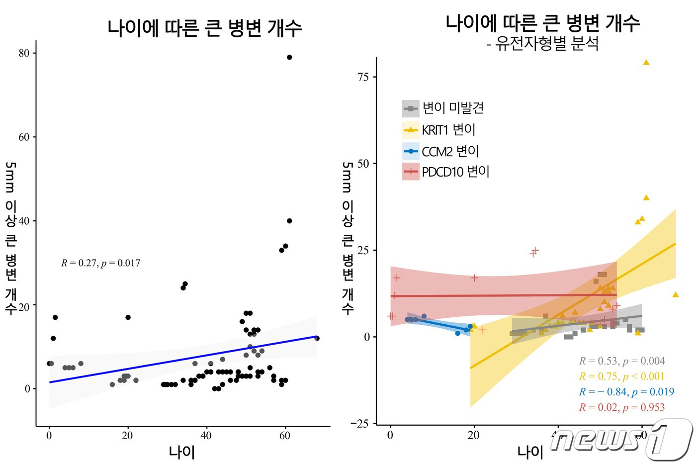 본문 이미지 - 나이에 따른 큰 병변 개수. 나이가 증가할수록 5mm 이상 크기가 큰 병변의 개수도 증가했다. 특히 KRIT1 변이 집단(노란색)의 증가율이 빨랐다.(서울대학교병원 제공.)
