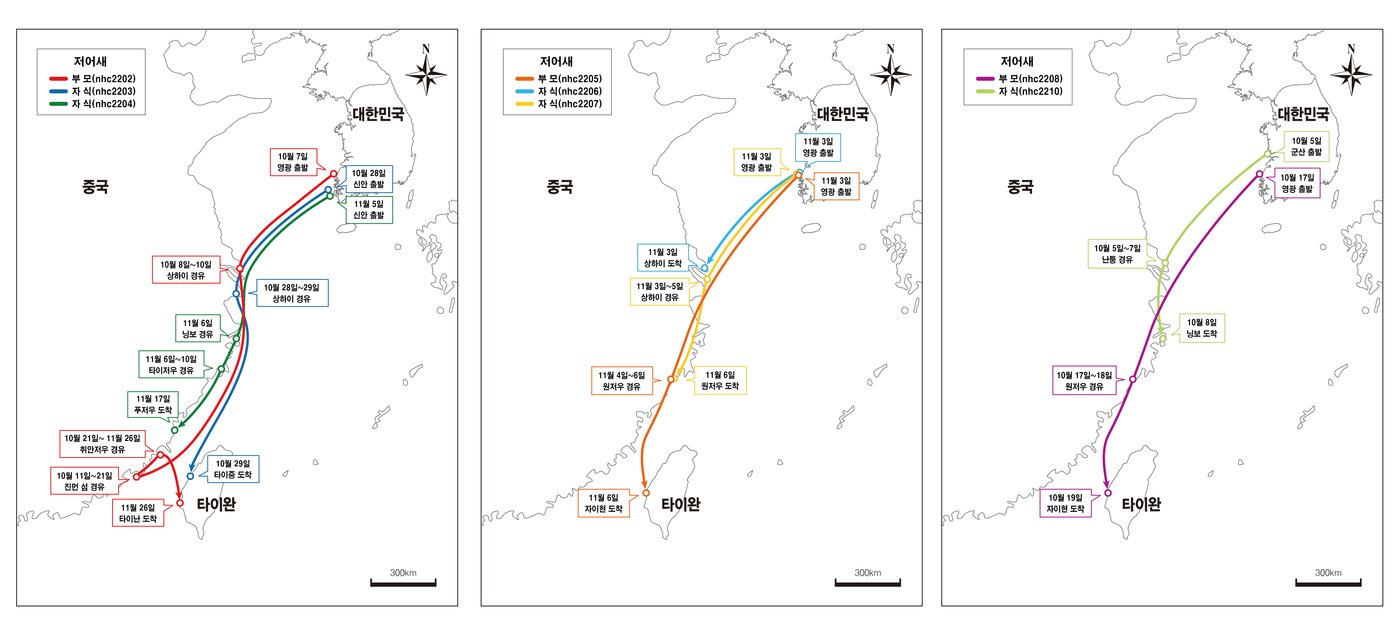 본문 이미지 - 저어새 세 가족 이동경로. (국립문화재연구원 제공) 