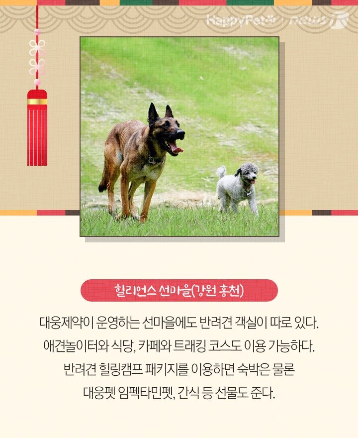 본문 이미지 - 펫카드 설 명절