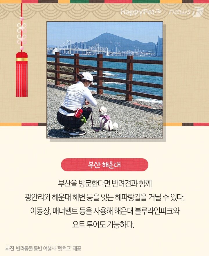 본문 이미지 - 펫카드 설 명절