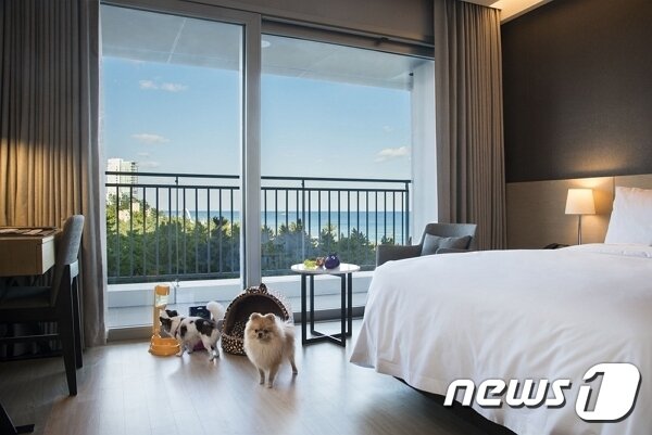 본문 이미지 - 강릉 세인트존스호텔_펫룸./뉴스1