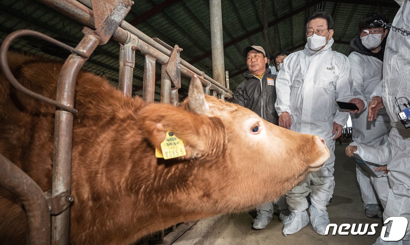 본문 이미지 - 이재명 더불어민주당 대표가 26일 오후 전북 정읍시에 위치한 한우 축사 농가를 찾아 관계자로부터 설명을 듣고 있다. 2023.1.26/뉴스1 ⓒ News1 이재명 기자