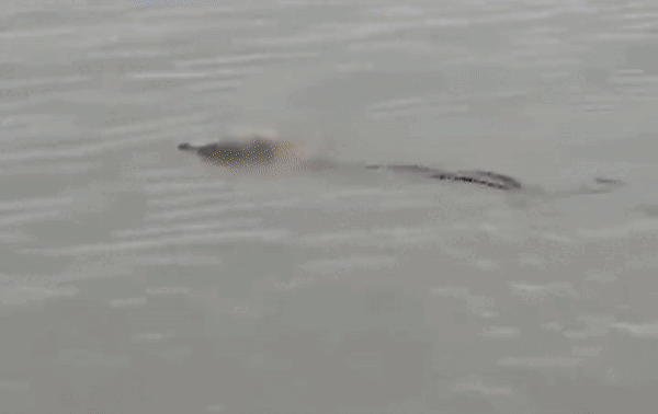 본문 이미지 - 실종된 소년의 시신을 얹고 나타난 악어. (트위터)