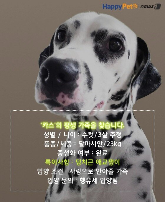 본문 이미지 -   펫카드(카드뉴스 제작툴_tyle.io) 