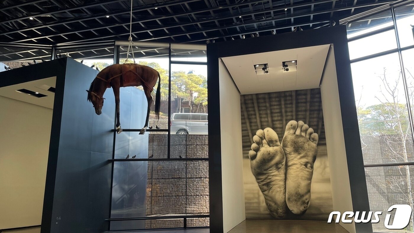 본문 이미지 -  리움미술관에서 열리고 있는 마우리치오 카텔란 전시 '위'(WE)의 전시장 모습. 박제 말 '노바첸토'와 회화 작품 '아버지'가 보인다. 2023.1.30/뉴스1 ⓒ 뉴스1 김일창 기자