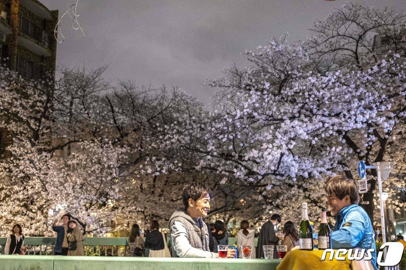 본문 이미지 - 일본인들이 벚꽃 나무 아래서 일상을 즐기고 있다. ⓒ AFP=뉴스1