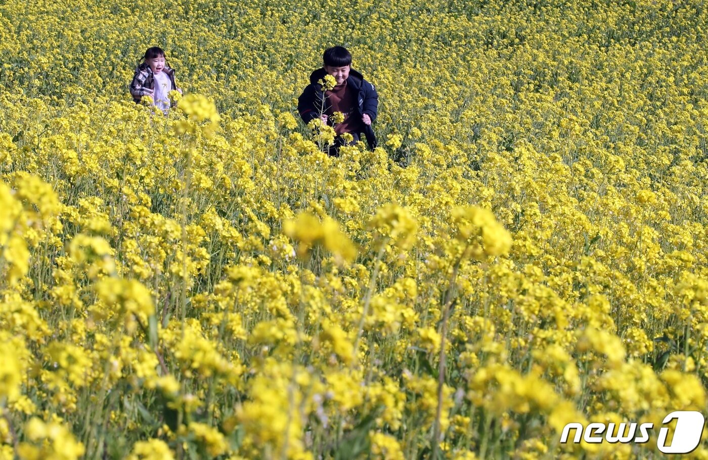 본문 이미지 - 2월8일 오후 제주 서귀포시 성산읍 성산일출봉 인근 유채꽃밭에 아이들이 꽃길을 뛰놀고 있다.2023.1.8/뉴스1 ⓒ News1 고동명 기자