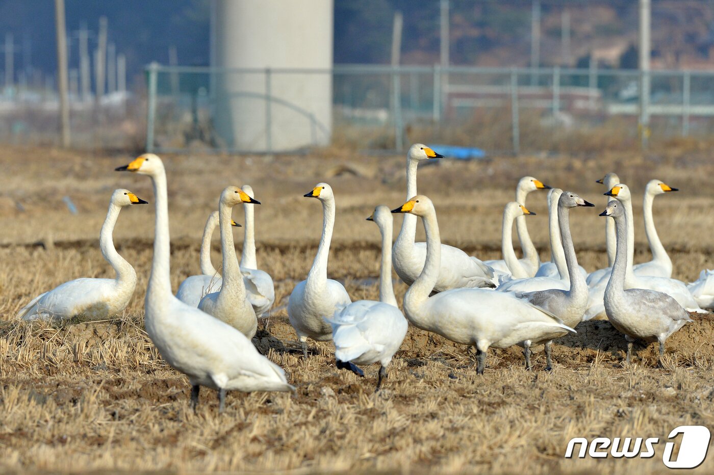 본문 이미지 - 천연기념물 201호인 큰고니 떼가 9일 오후 경북 포항시 북구 흥해읍 들녘에서 주변을 실피고 있다..2023.1.9/뉴스1 ⓒ News1 최창호 기자