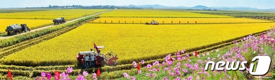 북한 "드넓은 재령벌에 차넘치는 수확의 기쁨"