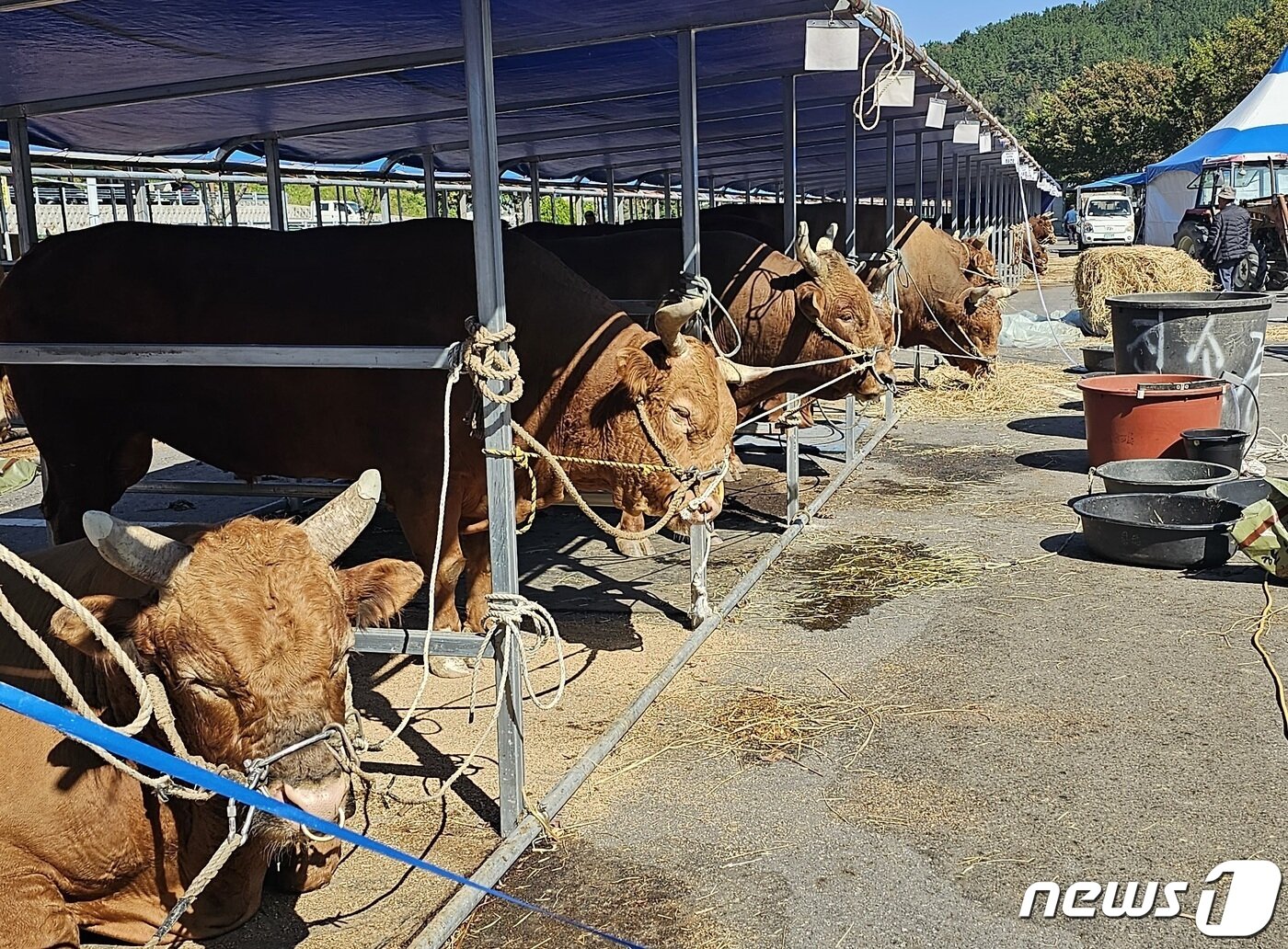 본문 이미지 - '제127회 진주 전국민속소힘겨루기대회' 출전을 앞둔 소들이 경기장에 대기하고 있다. 2023.10.10 뉴스1/한송학기자.