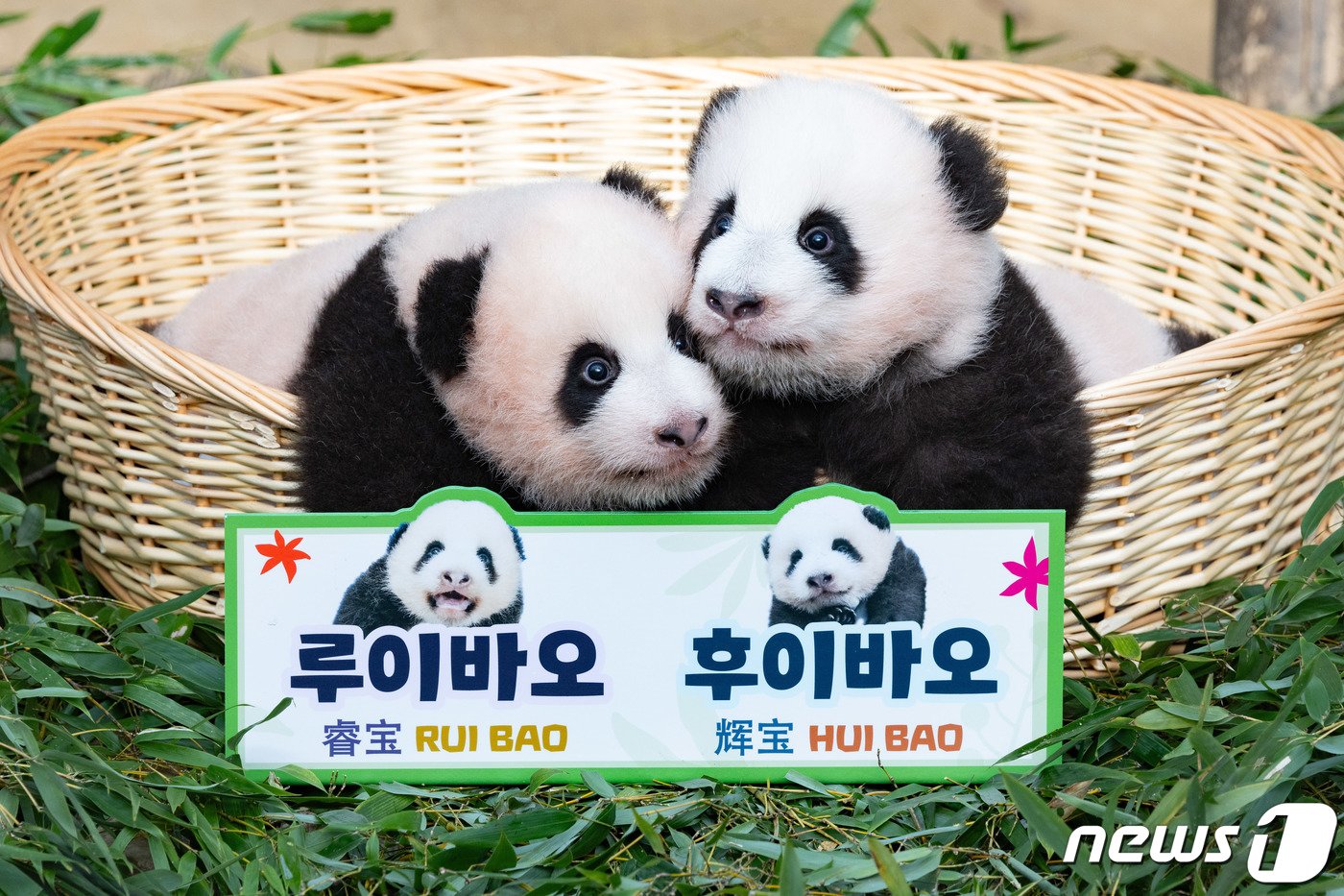 본문 이미지 - ‘자이언트 판다’ 아이바오와 러바오 사이에서 태어난 쌍둥이 판다인 루이바오(왼쪽)과 후이바오가 경기도 용인시 에버랜드 판다월드에서 언론에 첫 공개되고 있다. /뉴스1 ⓒ News1 이재명 기자