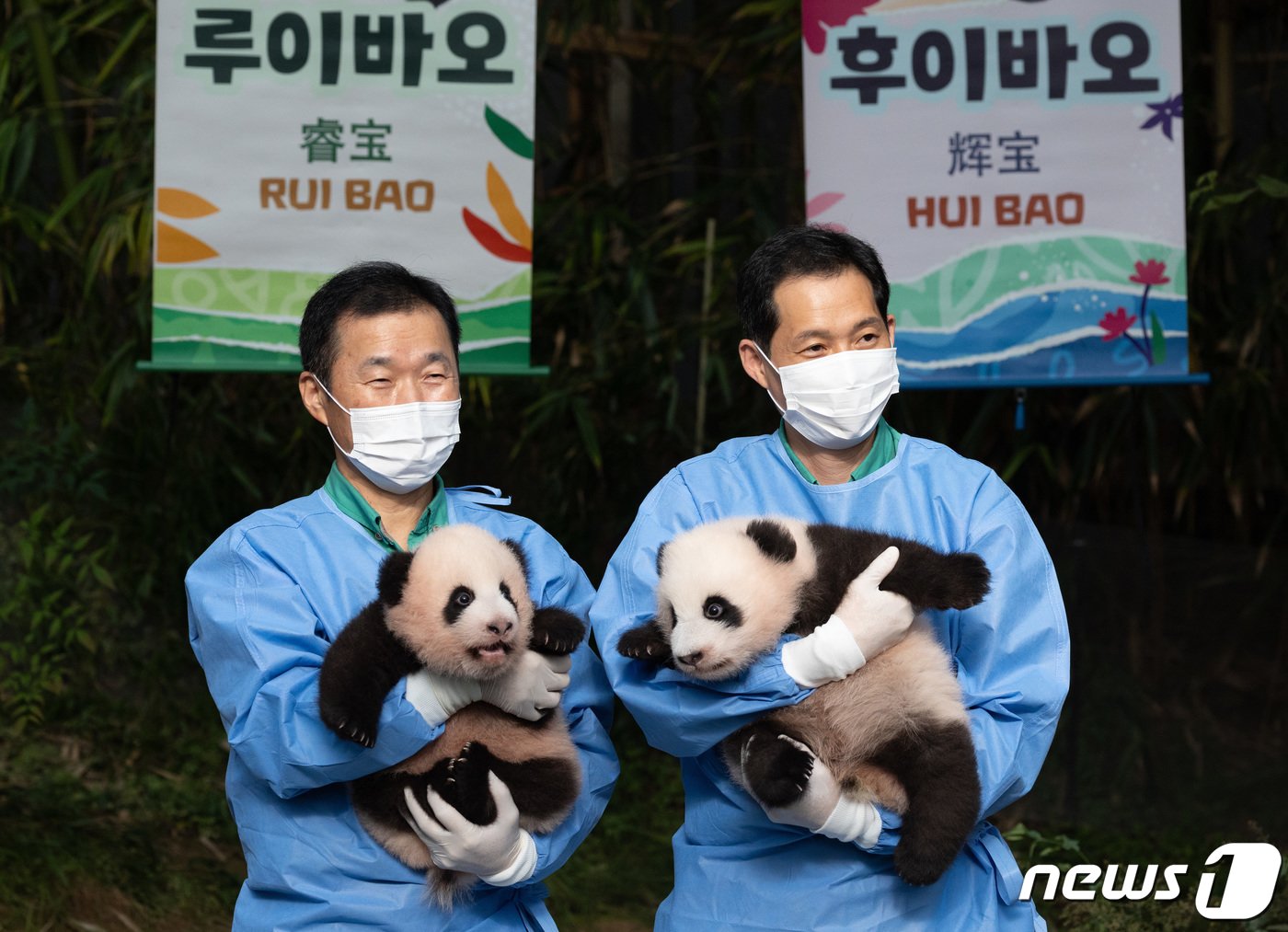 본문 이미지 - ‘자이언트 판다’ 아이바오와 러바오 사이에서 태어난 쌍둥이 판다인 루이바오(왼쪽)과 후이바오가 12일 오전 경기도 용인시 에버랜드 판다월드에서 언론에 첫 공개되고 있다. 2023.10.12/뉴스1 ⓒ News1 이재명 기자