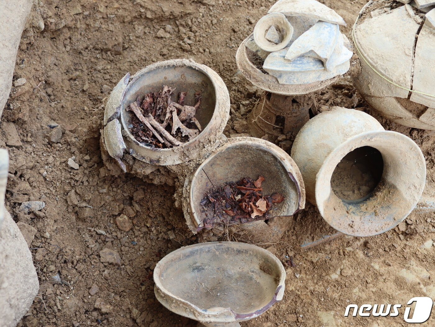 본문 이미지 - 창녕 계성고분군 1호분 발굴조사 293호분 출토 동물뼈.(창녕군 제공)