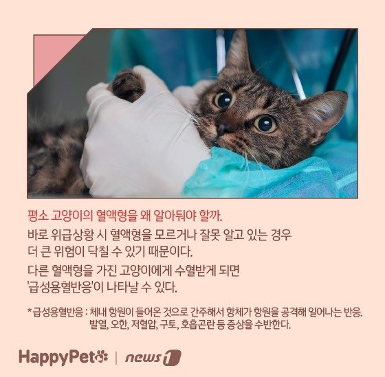 고양이 혈액형 펫카드 ⓒ 뉴스1