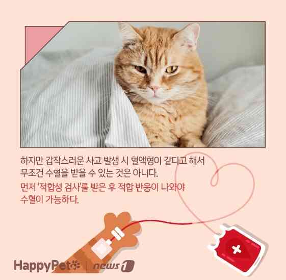 고양이 혈액형 펫카드 © 뉴스1