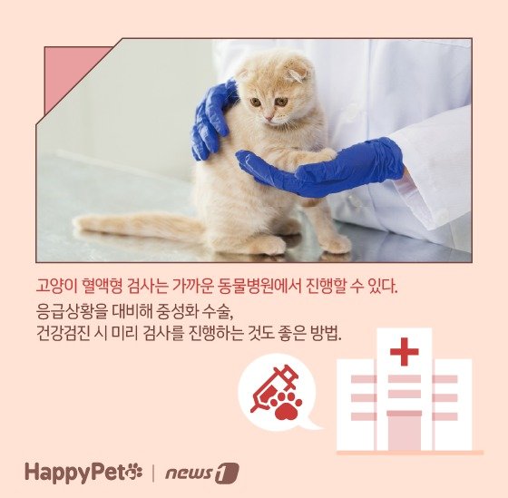 고양이 혈액형 펫카드 ⓒ 뉴스1