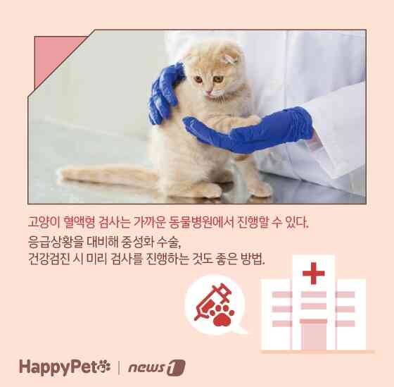 고양이 혈액형 펫카드 © 뉴스1