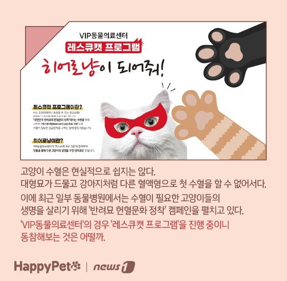 본문 이미지 - 고양이 혈액형 펫카드 ⓒ 뉴스1