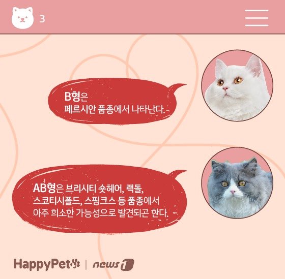 고양이 혈액형 펫카드 ⓒ 뉴스1