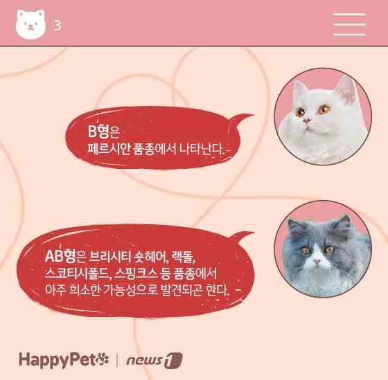 고양이 혈액형 펫카드 © 뉴스1