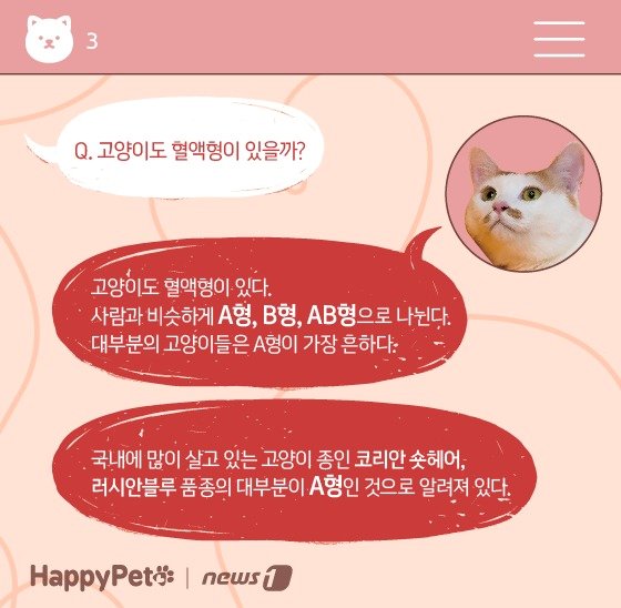 고양이 혈액형 펫카드 ⓒ 뉴스1