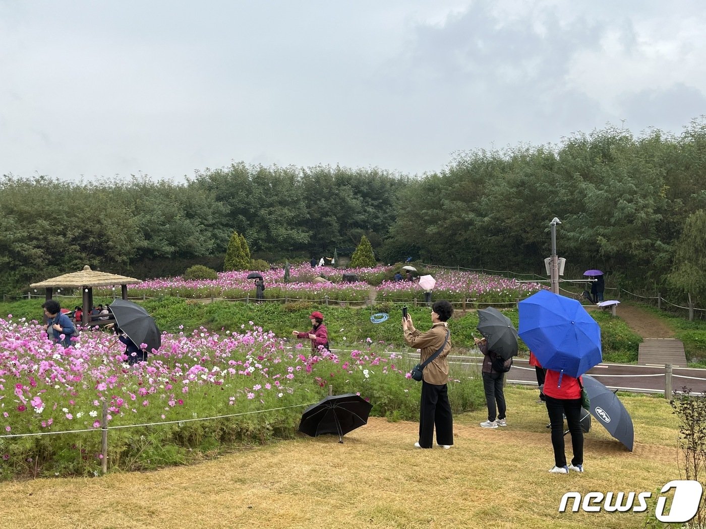 서울억새축제가 열리는 14일 오전 서울 마포구 하늘공원에 시민들이 우산을 쓰고 산책하고 있다.