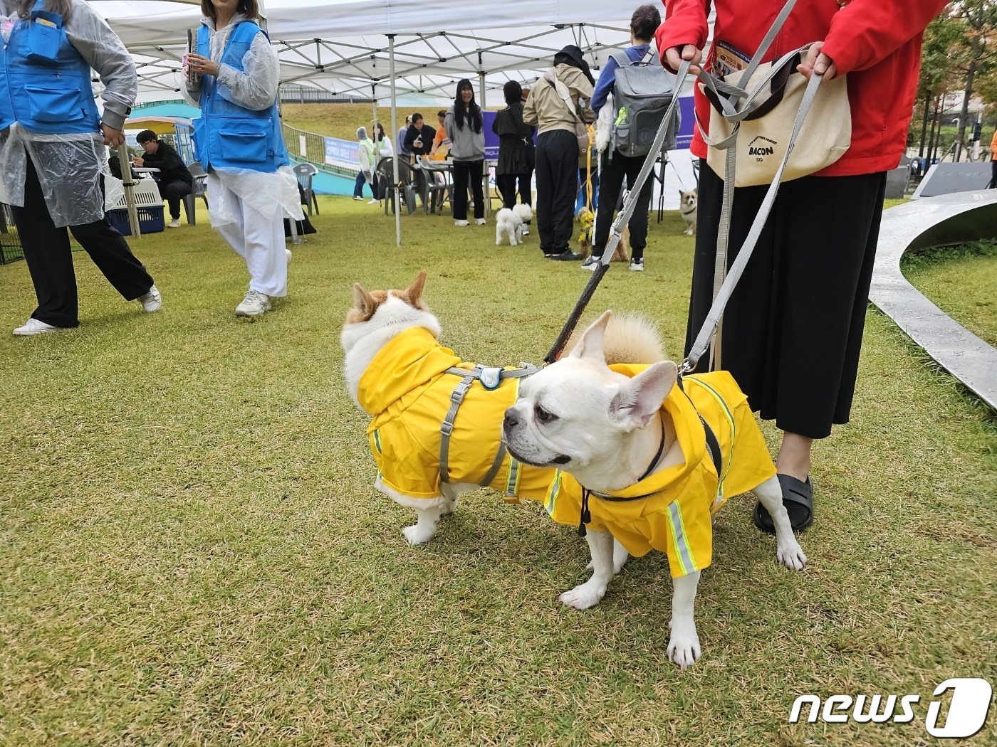 서울 금천구 금나래중앙공원에서 반려동물의날을 맞아 &#39;동네방네 행복하개&#39;라는 행사가 열렸다. 사진은 우비를 입고 행사에 참가한 반려동물.