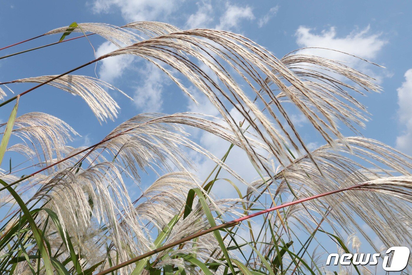 본문 이미지 - 15일 서울 마포구 하늘공원에서 서울억새축제가 열리고 있다. 이번 억새축제에는 오는 20일까지 열리며 축제 기간 중에는 오후 10시까지 하늘공원을 개방한다. 2023.10.15/뉴스1 ⓒ News1 신웅수 기자