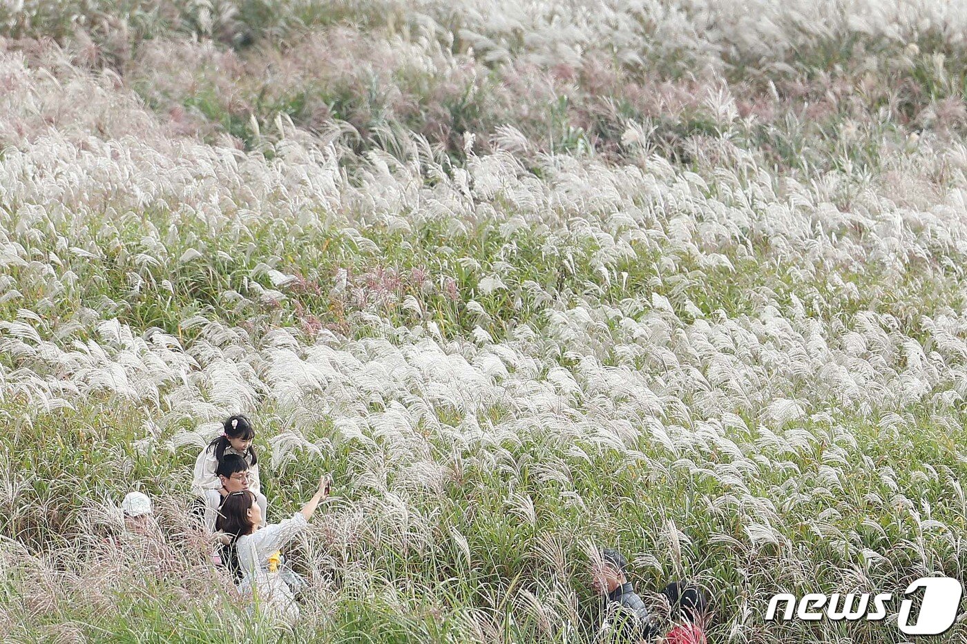 본문 이미지 - 15일 서울 마포구 하늘공원에서 열린 서울억새축제에서 시민들이 억새밭을 거닐며 가을을 만끽하고 있다. 이번 억새축제에는 오는 20일까지 열리며 축제 기간 중에는 오후 10시까지 하늘공원을 개방한다. 2023.10.15/뉴스1 ⓒ News1 신웅수 기자