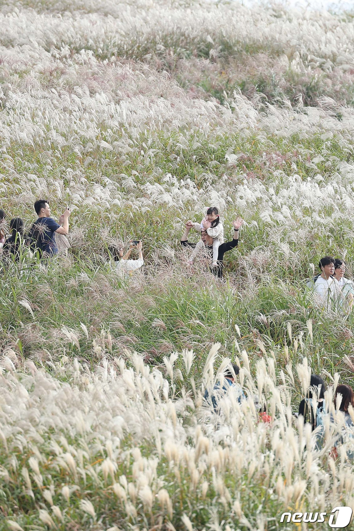 (서울=뉴스1) 신웅수 기자 = 15일 서울 마포구 하늘공원에서 열린 서울억새축제에서 시민들이 억새밭을 거닐며 가을을 만끽하고 있다.이번 억새축제에는 오는 20일까지 열리며 축제 …