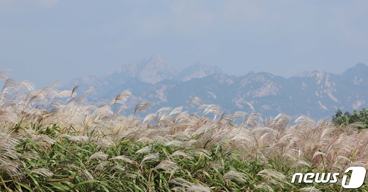 본문 이미지 - 15일 서울 마포구 하늘공원에서 서울억새축제가 열리고 있다. 이번 억새축제에는 오는 20일까지 열리며 축제 기간 중에는 오후 10시까지 하늘공원을 개방한다. 2023.10.15/뉴스1 ⓒ News1 신웅수 기자