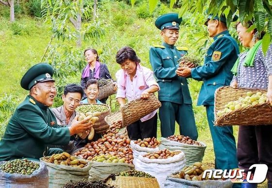 북한, '산열매' 수확 성과 선전…