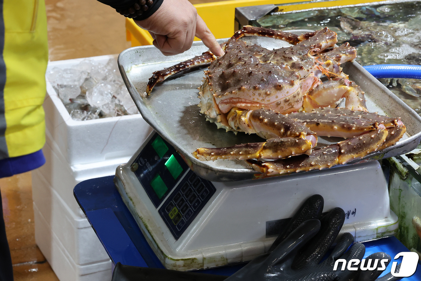 (서울=뉴스1) 이동해 기자 = 17일 서울 노량진 수산시장에서 한 상인이 킹크랩을 전자저울에 올려 가격을 표기하고 있다.전국 주요 수산시장의 러시아 자연산 A급 특대 레드 킹크랩 …