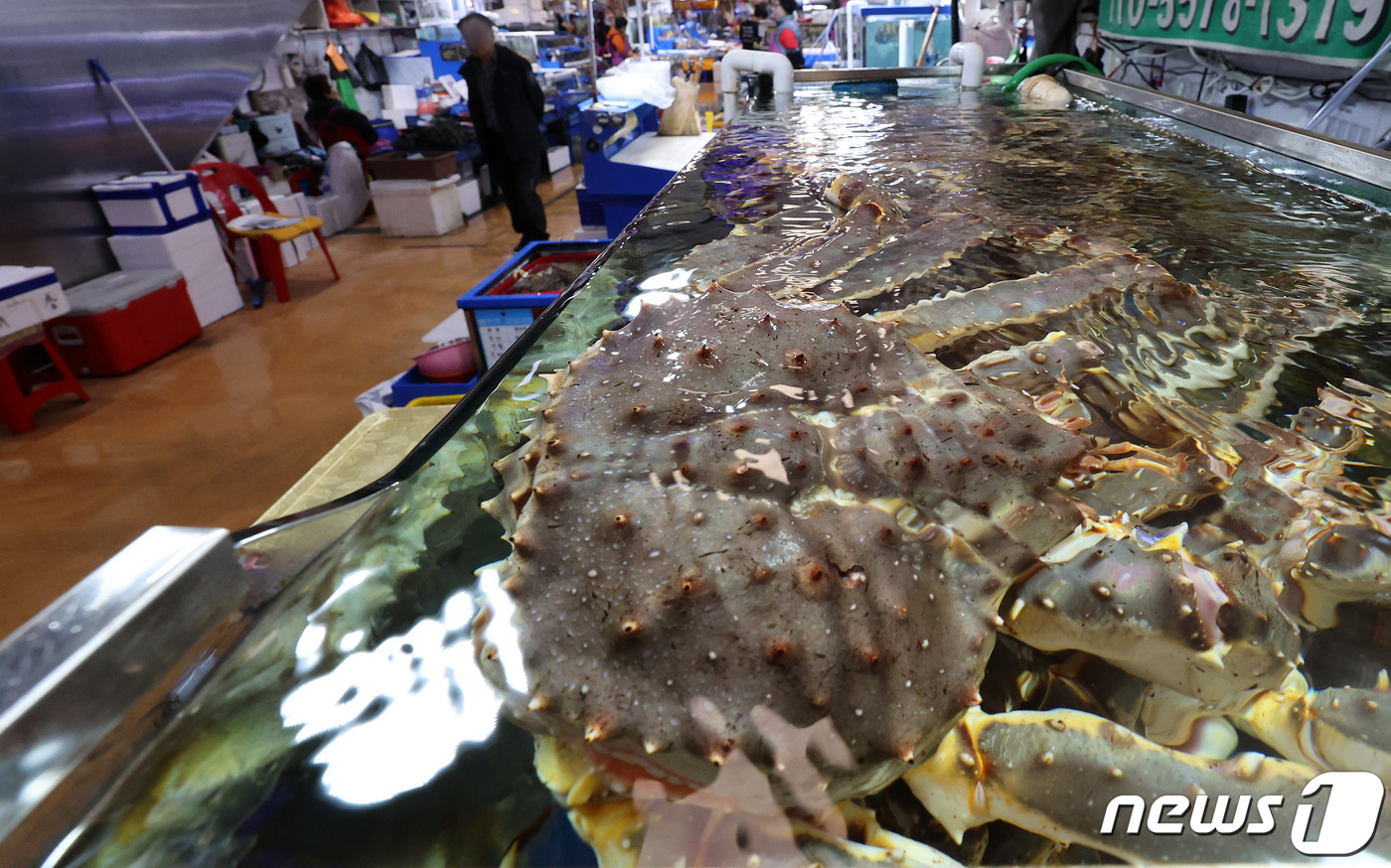 (서울=뉴스1) 이동해 기자 = 17일 서울 노량진 수산시장에 킹크랩이 진열돼 있다.전국 주요 수산시장의 러시아 자연산 A급 특대 레드 킹크랩(살수율 80% 이상·3kg 이상) 가 …