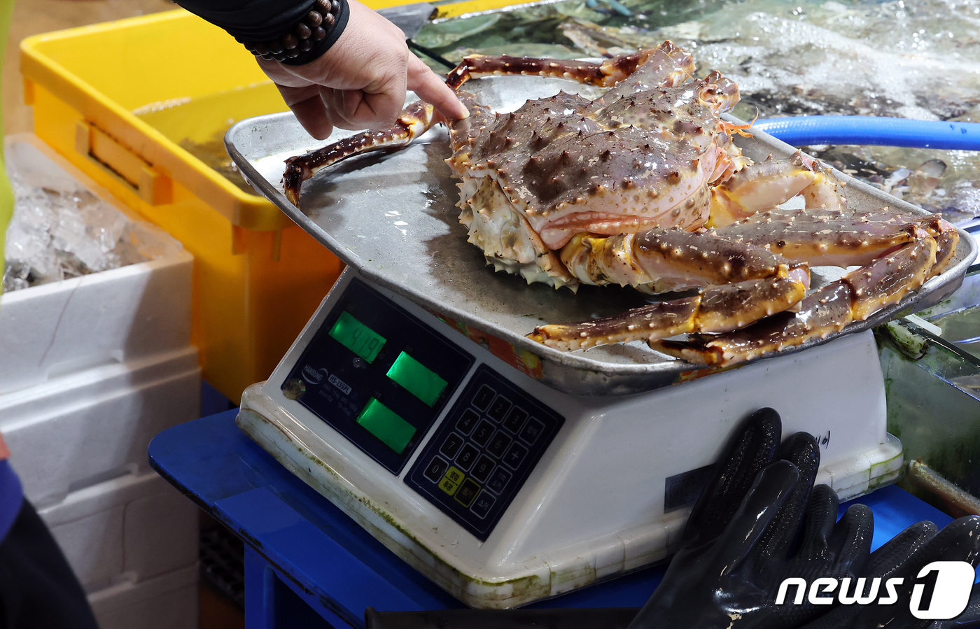 (서울=뉴스1) 이동해 기자 = 17일 서울 노량진 수산시장에서 한 상인이 킹크랩을 전자저울에 올려 가격을 표기하고 있다.전국 주요 수산시장의 러시아 자연산 A급 특대 레드 킹크랩 …