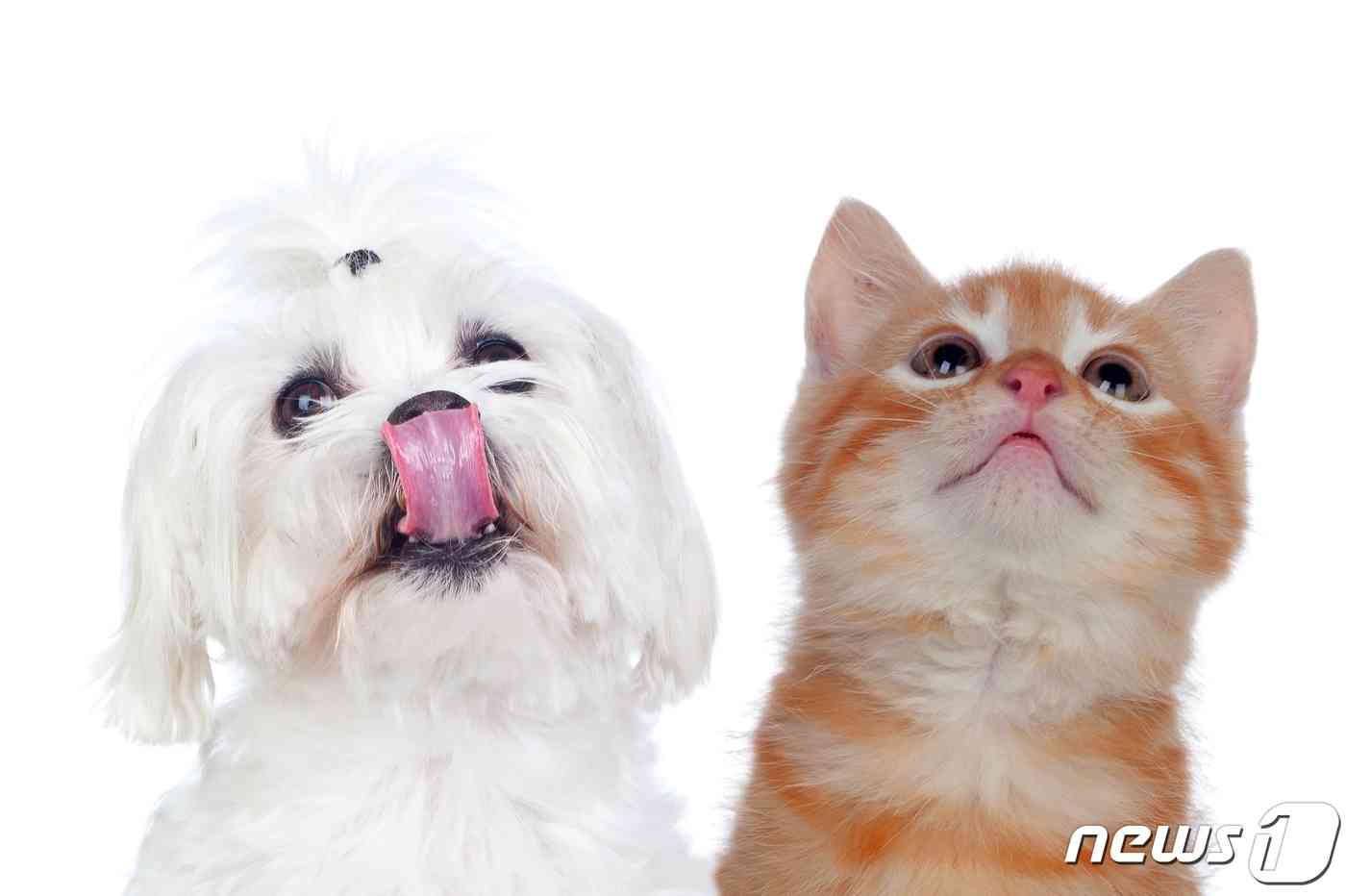 강아지와 고양이(이미지투데이 제공) © 뉴스1